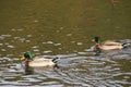 Bassin de la Muette - Elancourt Ã¢â¬â France - Ducks which swim in a lake close to a forest. The nature is beautiful. Royalty Free Stock Photo